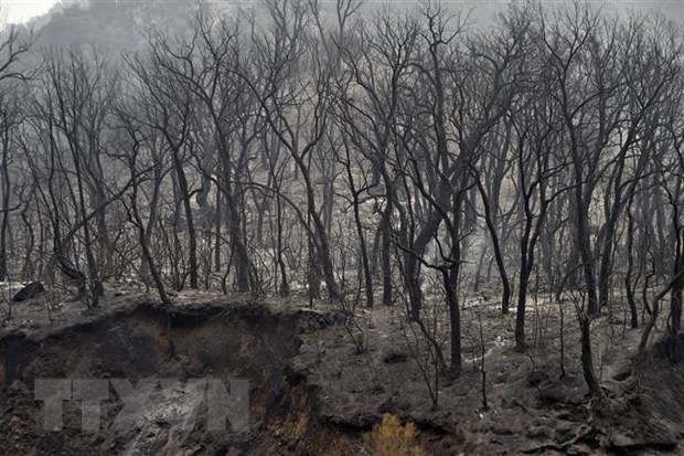 Bí ẩn cháy rừng Kabylie: Vụ án giết người và đám cháy đen tối